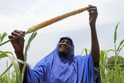 Zeyni Andou admires her millet crop production